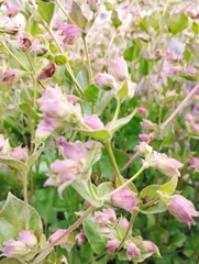 Mirabilis