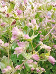 Mirabilis