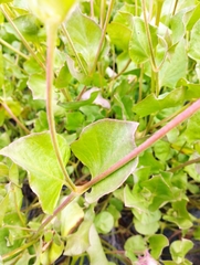 Mirabilis