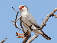 Polihierax semitorquatus