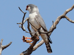 Polihierax semitorquatus