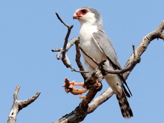 Polihierax semitorquatus