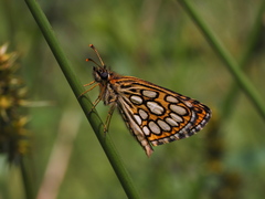 Heteropterus morpheus
