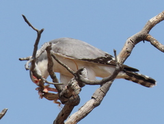 Polihierax semitorquatus