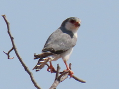 Polihierax semitorquatus