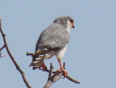 Polihierax semitorquatus