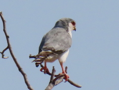 Polihierax semitorquatus