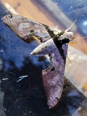 Adhemarius gannascus