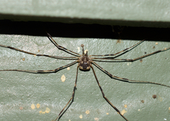 Leptobunus parvulus