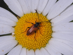 Pseudovadonia livida