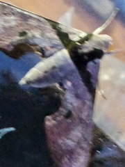 Adhemarius gannascus