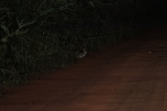 Sylvilagus brasiliensis