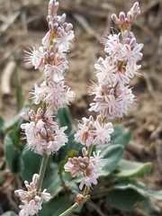 Eriogonum racemosum