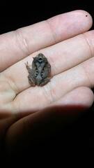 Proceratophrys laticeps