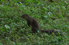 Euxerus erythropus