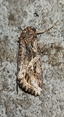 Spodoptera