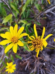 Flourensia thurifera