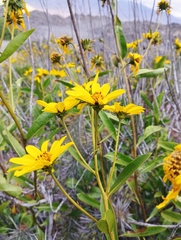 Flourensia thurifera