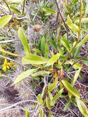 Flourensia thurifera