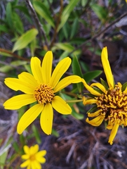 Flourensia thurifera