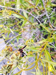 Hypodynerus chiliensis