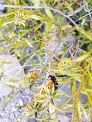 Hypodynerus chiliensis