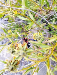 Hypodynerus chiliensis