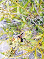 Hypodynerus chiliensis