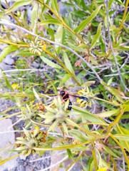 Hypodynerus chiliensis