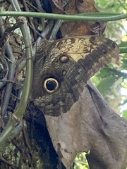 Caligo telamonius