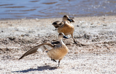 Lophonetta specularioides
