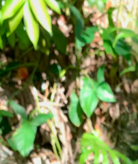 Xanthosoma sagittifolium