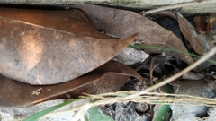 Microhyla mukhlesuri
