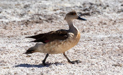 Lophonetta specularioides