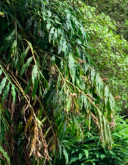 Hedychium flavescens