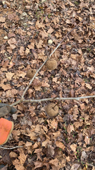 Platanus occidentalis