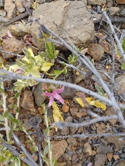 Krameria cistoidea
