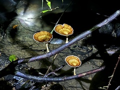 Microporus xanthopus
