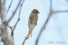 Carpodacus waltoni