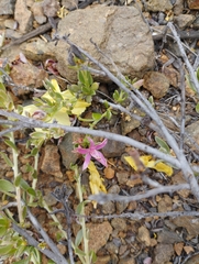 Krameria cistoidea