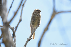 Carpodacus waltoni