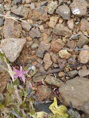 Krameria cistoidea