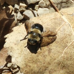 Cephenemyia