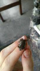 Physalaemus obtectus