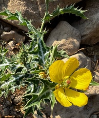 Argemone mexicana
