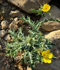 Argemone mexicana