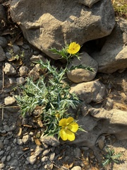 Argemone mexicana
