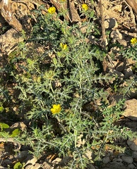 Argemone mexicana