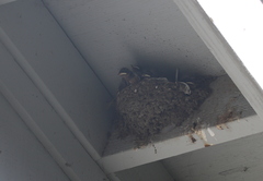 Hirundo rustica erythrogaster