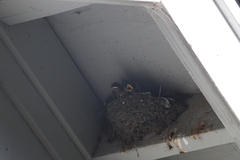Hirundo rustica erythrogaster